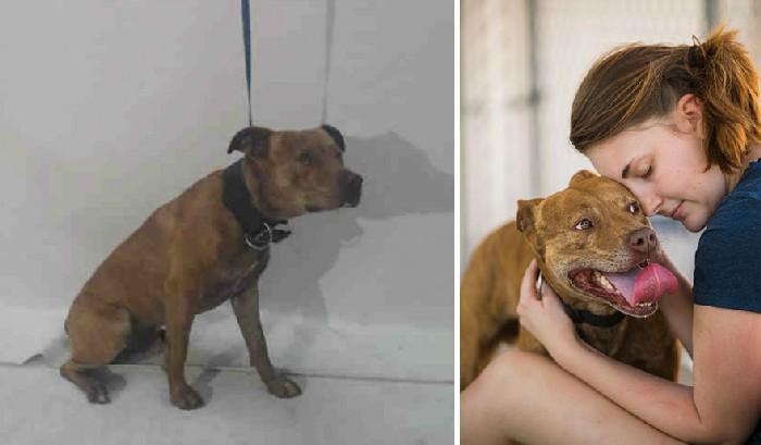 Foto amadora e profissional dos animais do abrigo 11