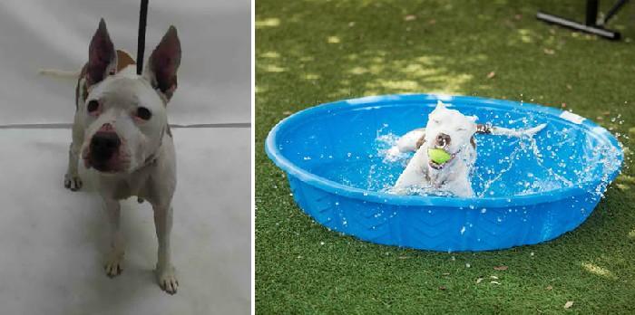 Foto amadora e profissional dos animais do abrigo 4