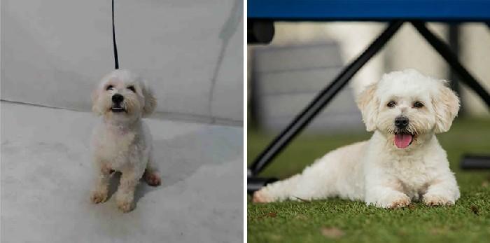 Foto amadora e profissional dos animais do abrigo 9