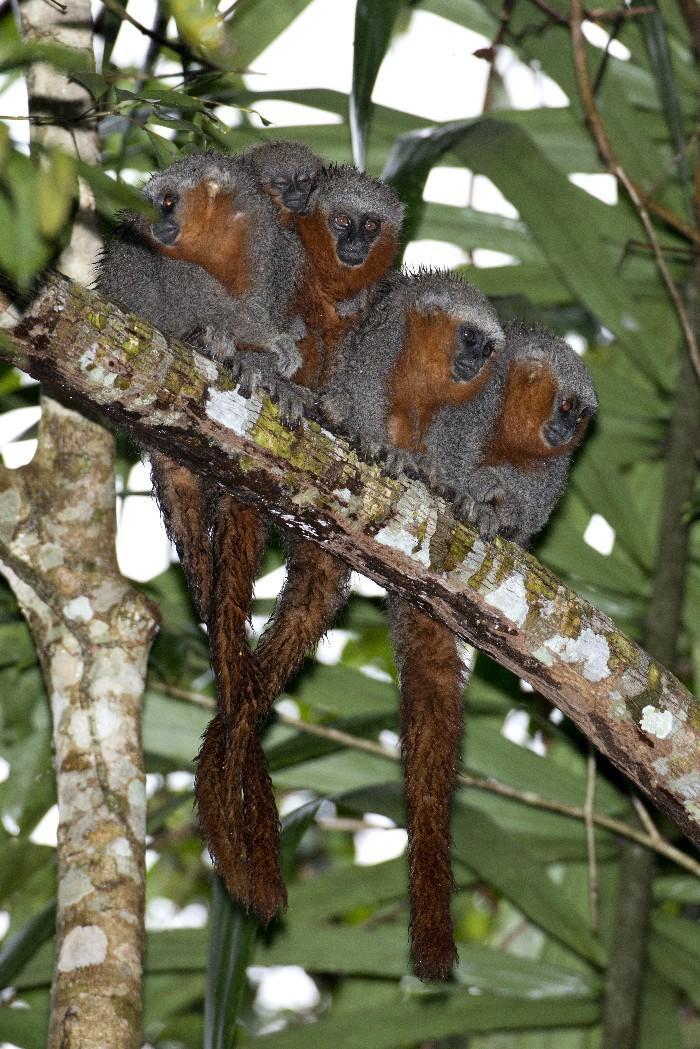 Novas espécies da Amazônia 2