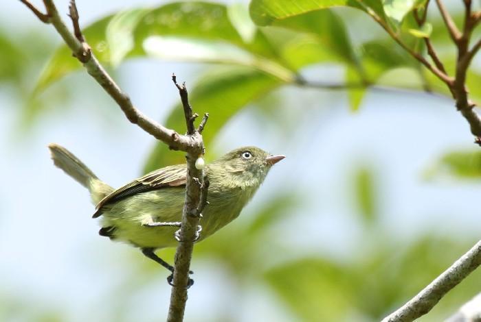 Novas espécies da Amazônia 3