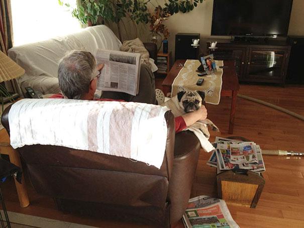 Pais que não queriam cachorros em casa 20