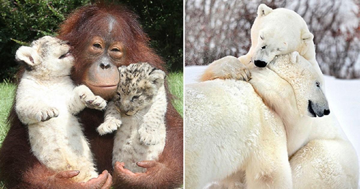 12 fotos de abraços de animais para animar o seu dia