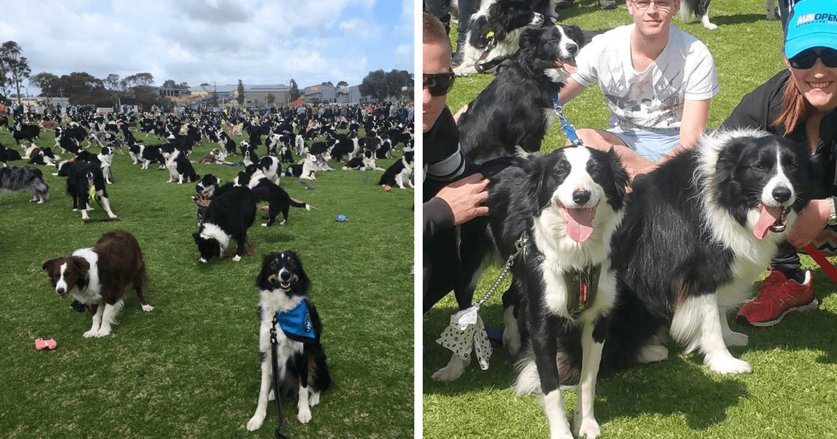 576 Border Collies se reuniram no mesmo lugar para bater um recorde mundial