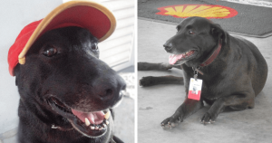 Cão abandonado em posto de gasolina torna-se o melhor funcionário do local