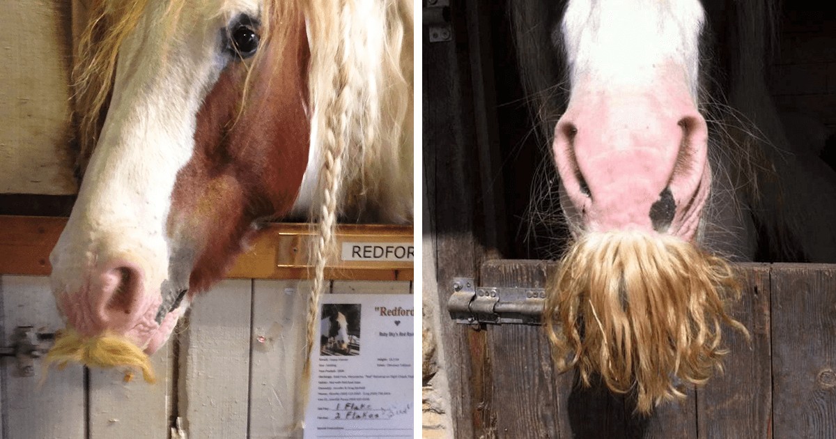 27 cavalos com bigodes estilosos que irão alegrar o seu dia