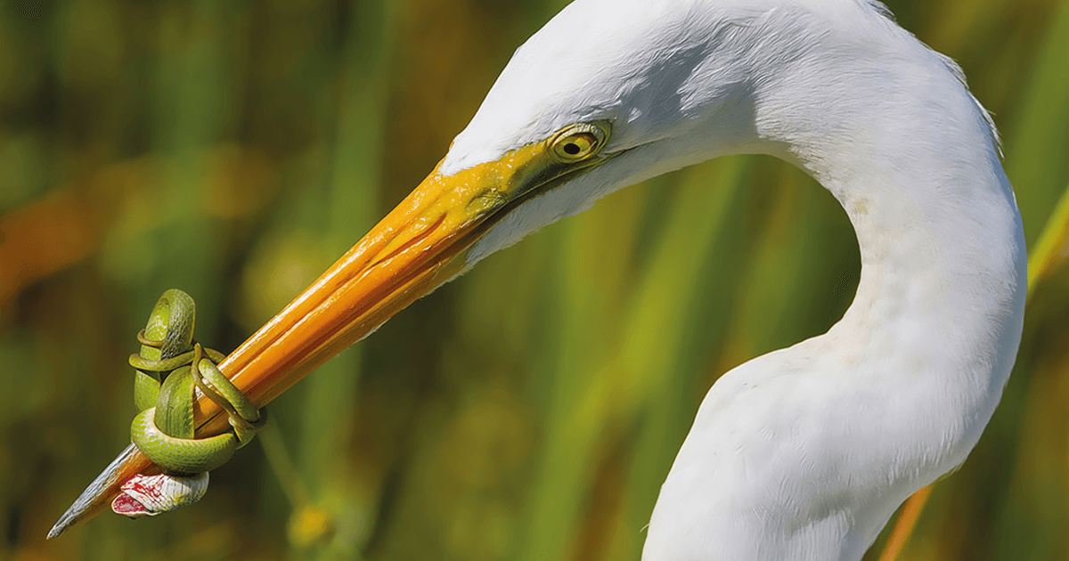 As 55 melhores fotos de aves de 2017 foram anunciadas e são incríveis