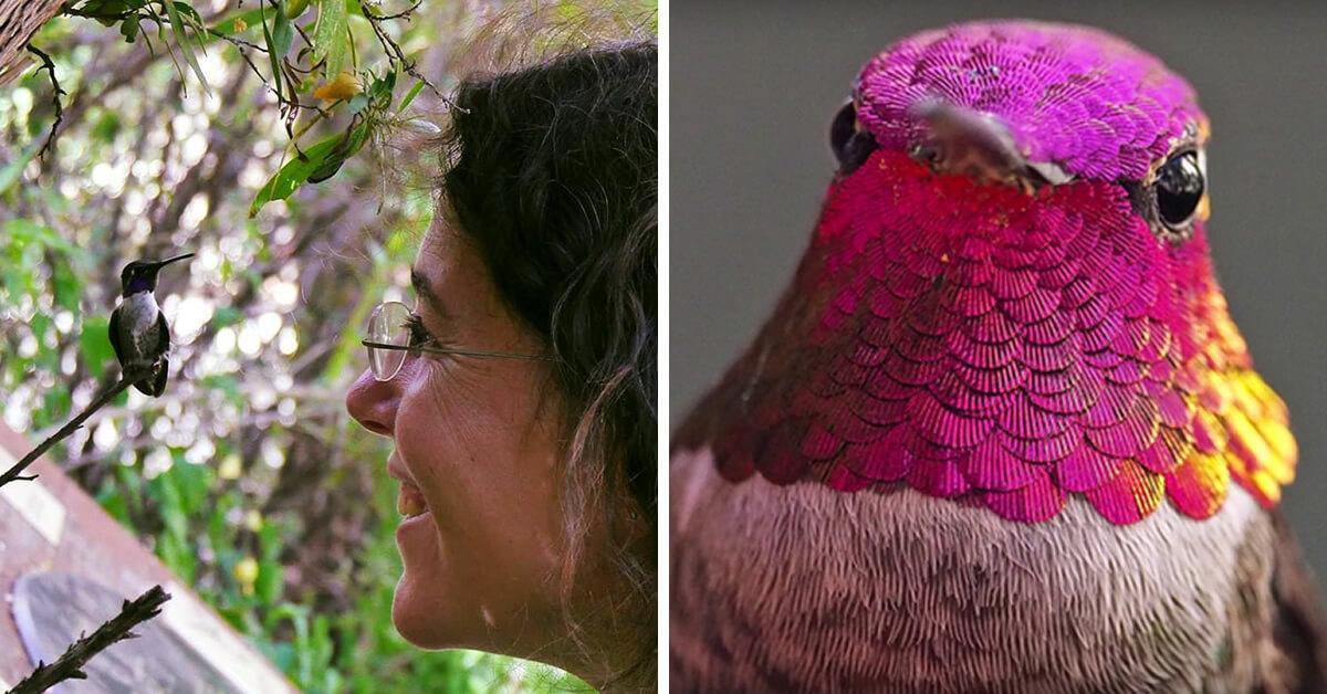 Mãe dos beija-flores: ela cuida de 200 pássaros em seu escritório