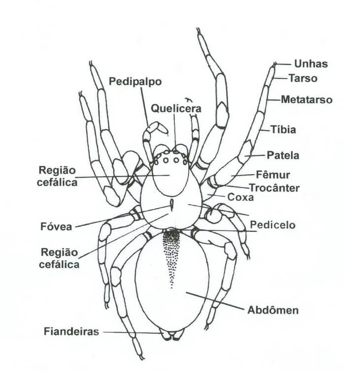 Pata de Aranha (26)