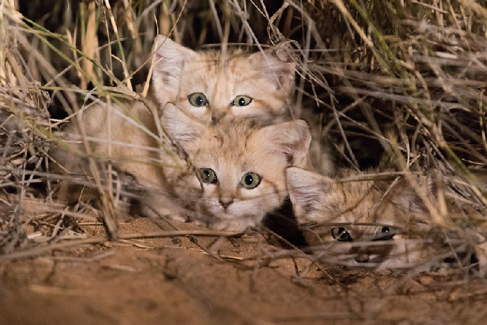 Gatinhos de areia fotografados pela primeira vez 1