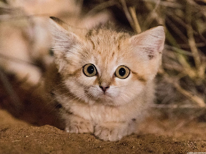 Gatinhos de areia fotografados pela primeira vez 2