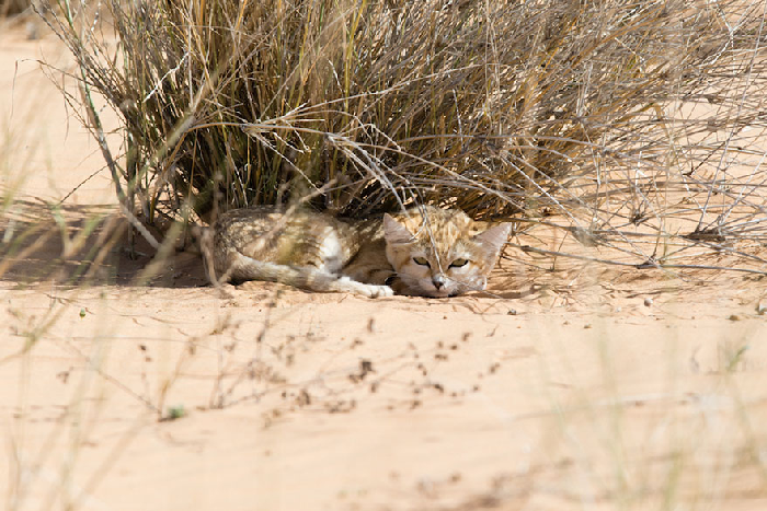 Gatinhos de areia fotografados pela primeira vez 3