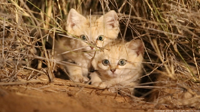 Gatinhos de areia fotografados pela primeira vez 4