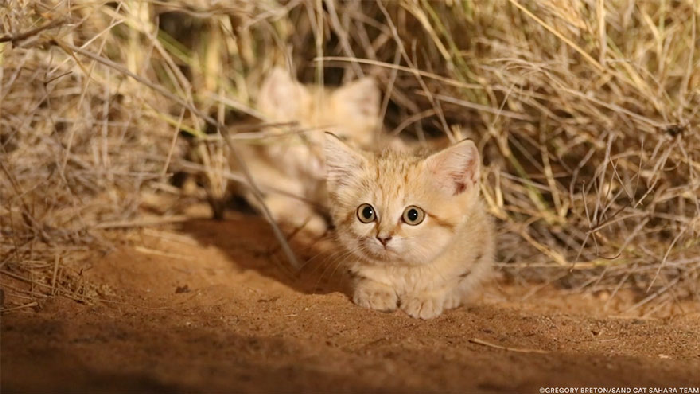 Gatinhos de areia fotografados pela primeira vez 6