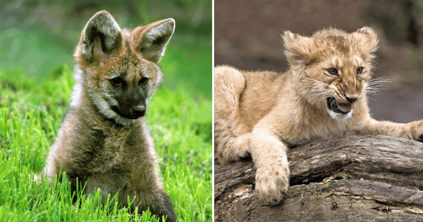 12 fotos dos predadores mais ferozes da natureza na fase mais fofa e adorável de suas vidas