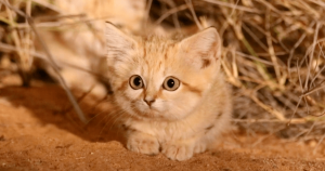 Gatos de areia foram fotografados pela primeira vez (e eles são lindíssimos)