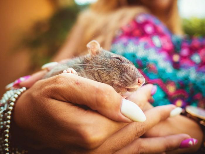 Ratinhos de laboratório reagem à liberdade 11