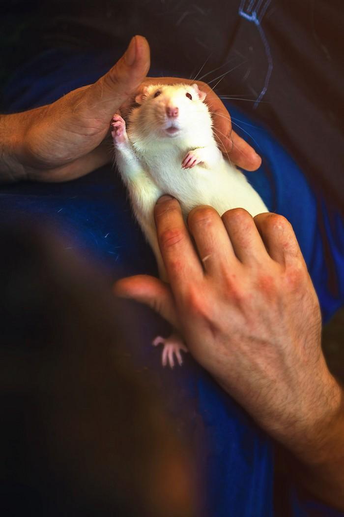 Ratinhos de laboratório reagem à liberdade 13