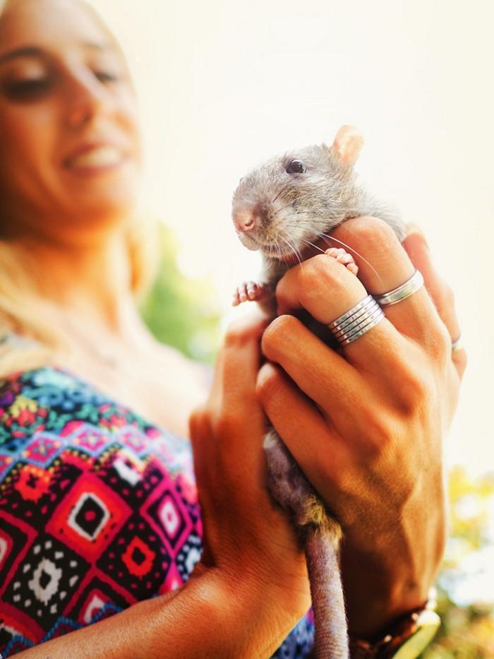 Ratinhos de laboratório reagem à liberdade 14