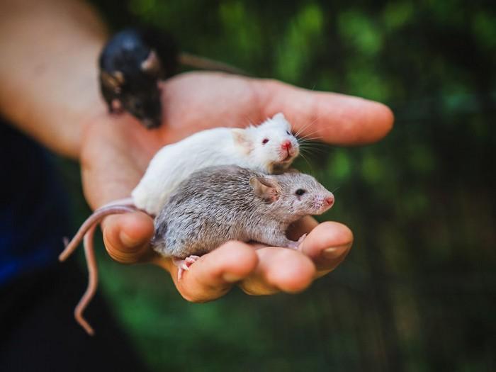 Ratinhos de laboratório reagem à liberdade 3