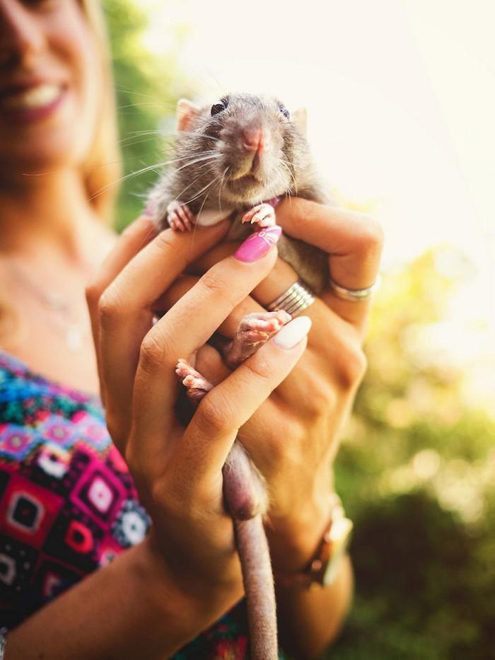 Ratinhos de laboratório reagem à liberdade 4