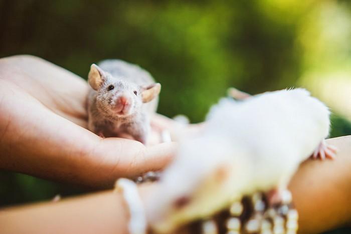 Ratinhos de laboratório reagem à liberdade 5