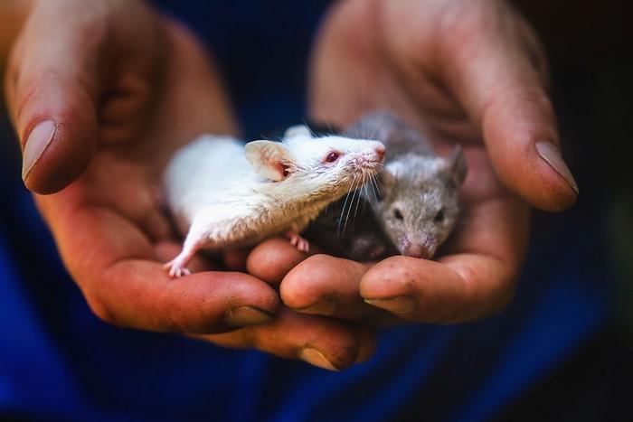 Ratinhos de laboratório reagem à liberdade 8