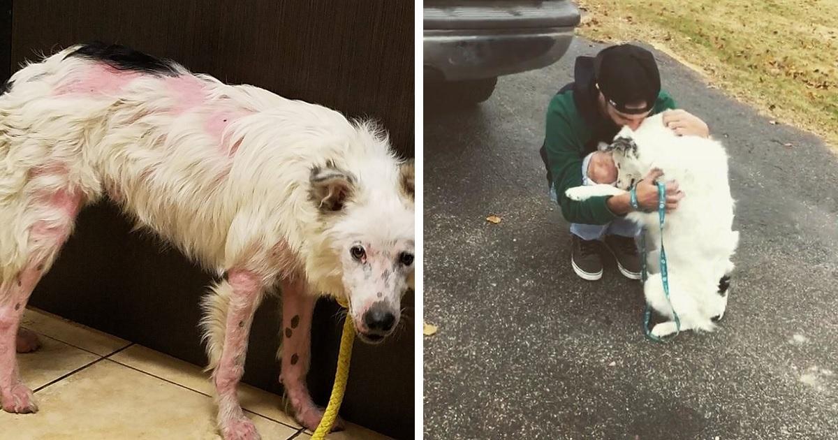 Cão ferido demais para ser tocado se torna viciado em carinho após adoção