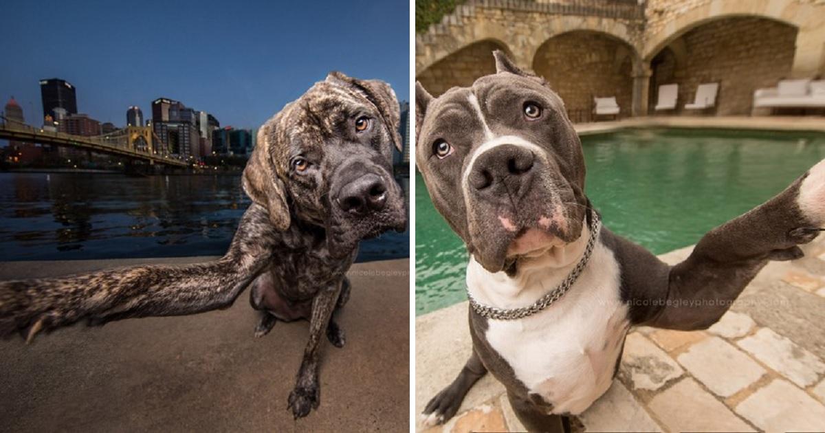 Cachorros tirando selfie? Confira o incrível trabalho desta fotógrafa!