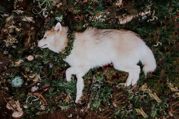 Mulher faz homenagem de arrancar lágrimas para seu falecido cachorro