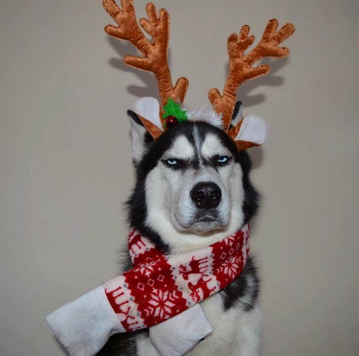 Ensaio de Natal engraçado com Husky Siberiano (11)