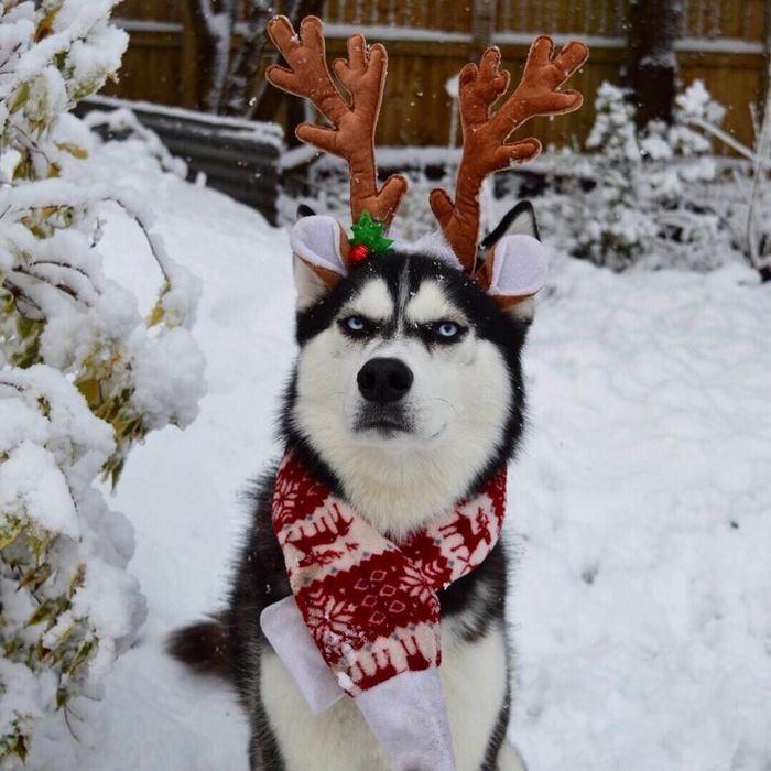 Ensaio de Natal engraçado com Husky Siberiano (10)