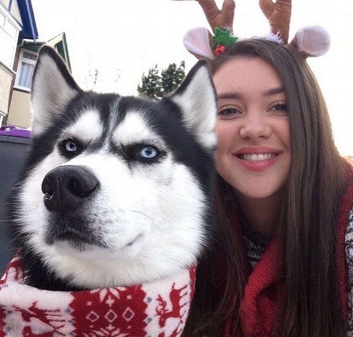 Ensaio de Natal engraçado com Husky Siberiano (9)