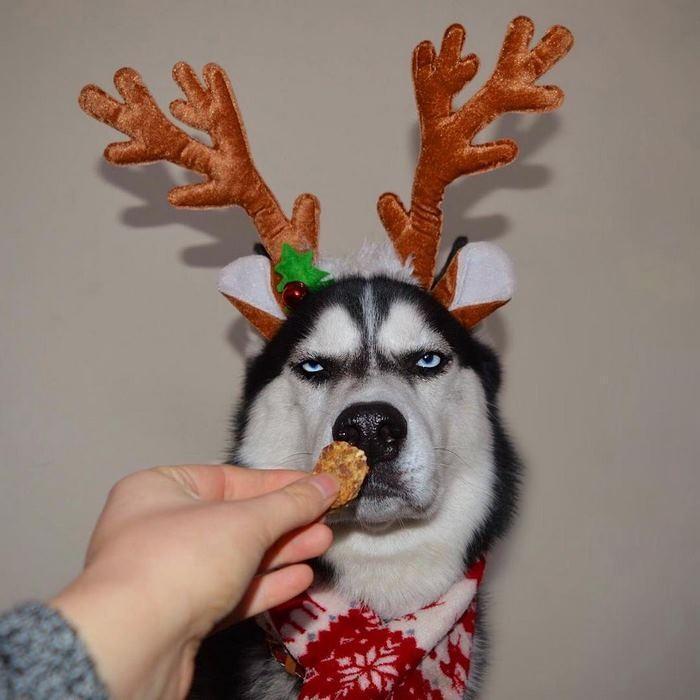 Ensaio de Natal engraçado com Husky Siberiano (8)