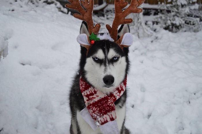 Ensaio de Natal engraçado com Husky Siberiano (7)