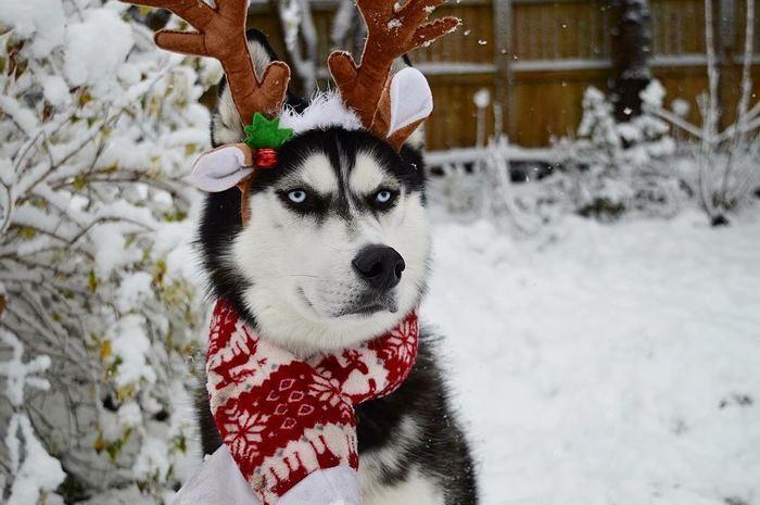 Ensaio de Natal engraçado com Husky Siberiano (5)