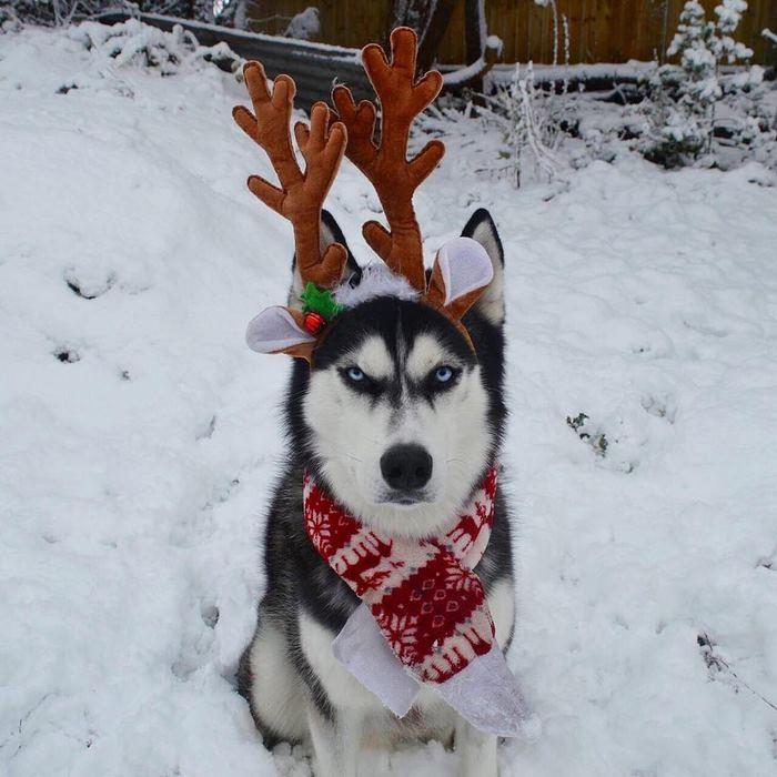 Ensaio de Natal engraçado com Husky Siberiano (3)