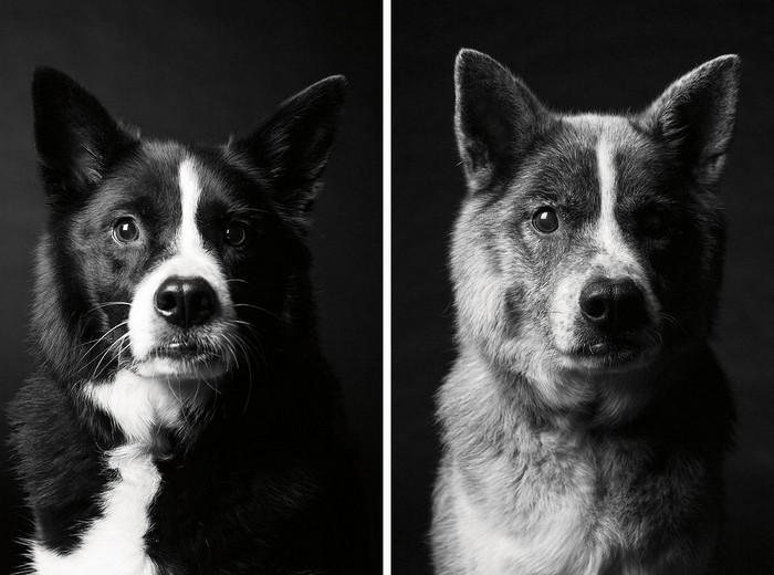 Antes e depois de cachorros velhinhos (2)