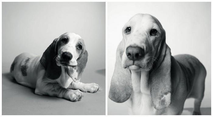 Antes e depois de cachorros velhinhos (8)