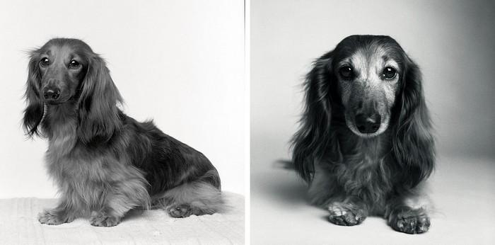 Antes e depois de cachorros velhinhos (5)