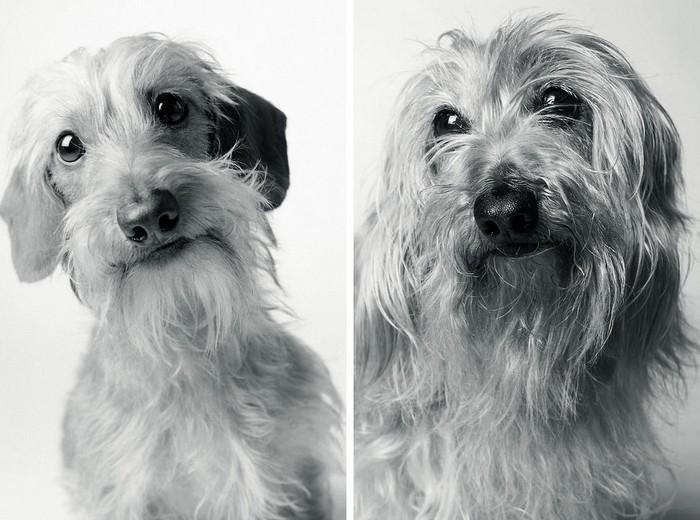 Antes e depois de cachorros velhinhos (3)