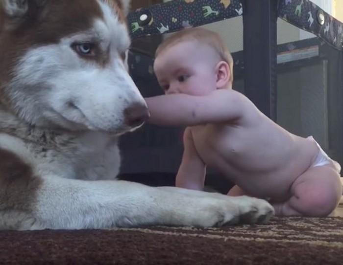 bebê engatinha até husky que tem a melhor reação