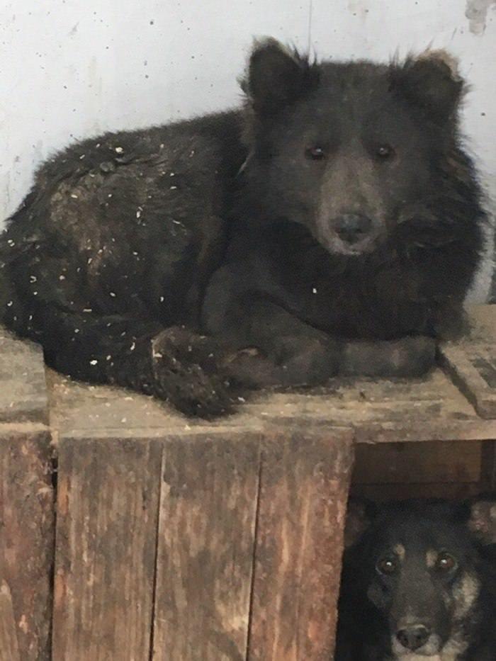 Cachorro cara de urso (1)