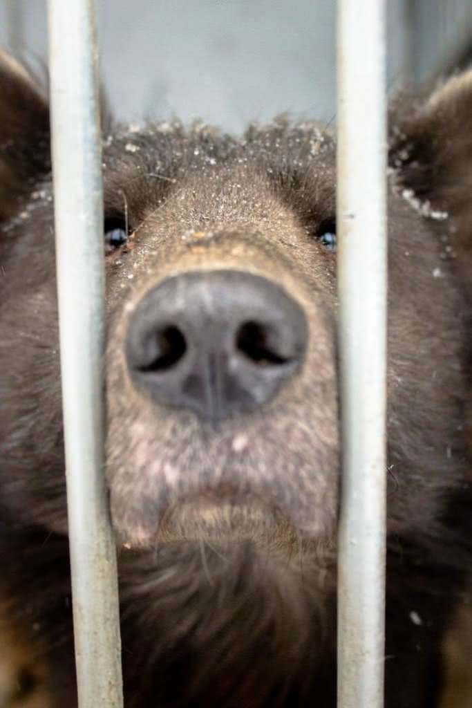 Cachorro cara de urso (2)