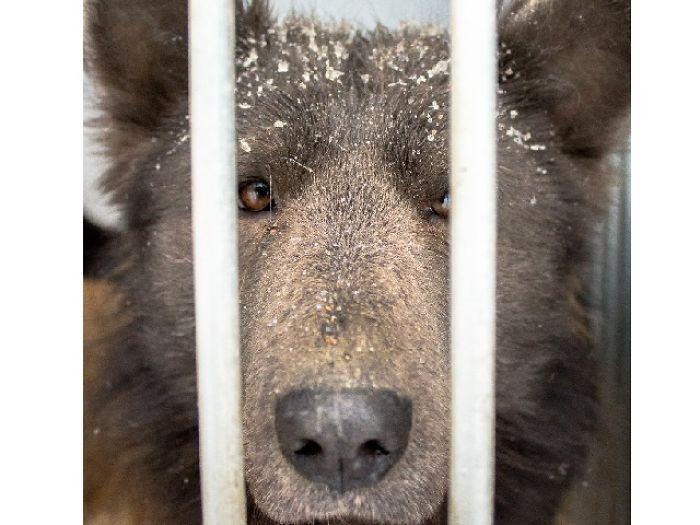 Cachorro cara de urso (3)