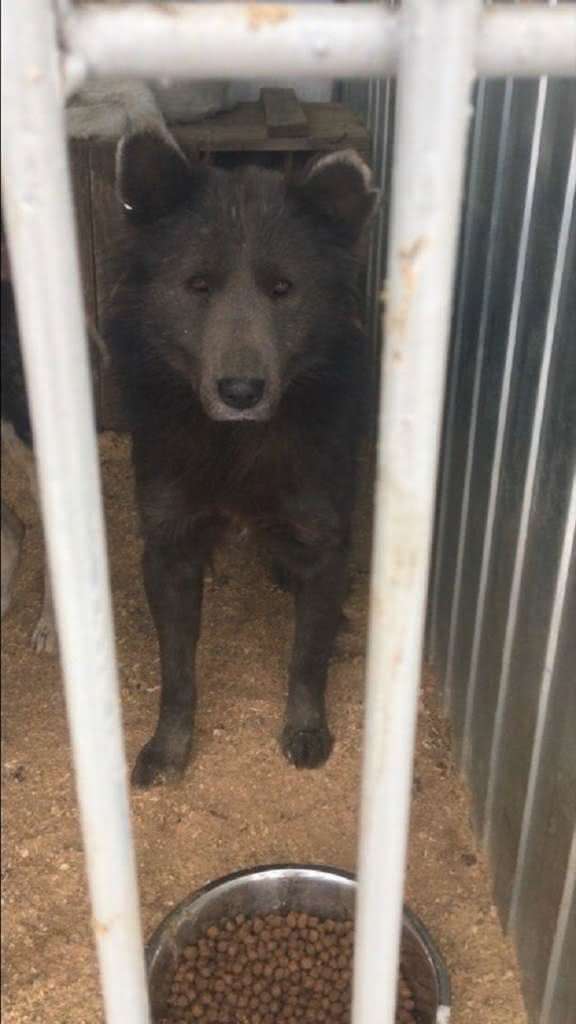 Cachorro cara de urso (4)