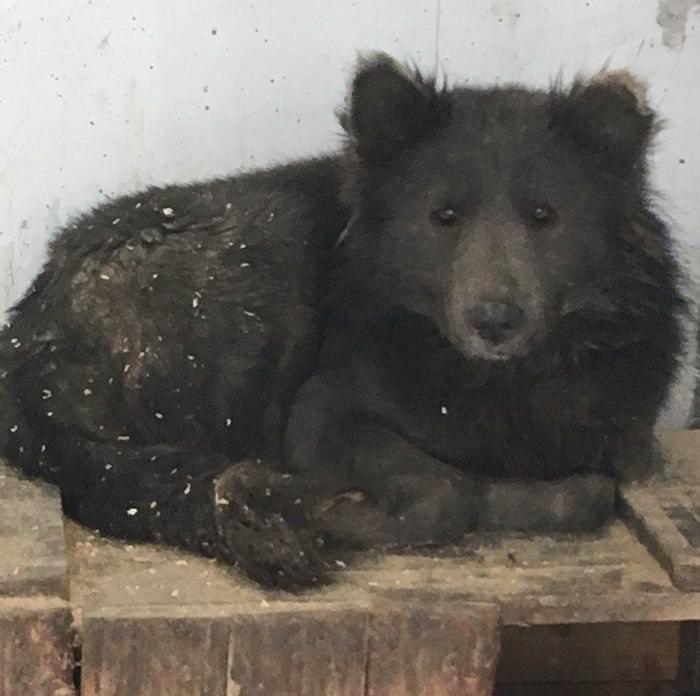 Cachorro cara de urso (5)