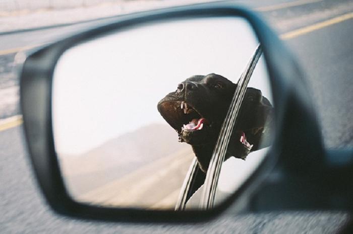 Cães sentindo o vento no carro (2)