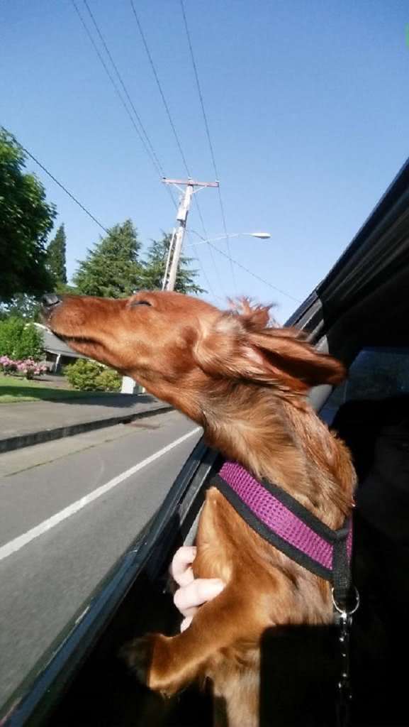 Cães sentindo o vento no carro (3)