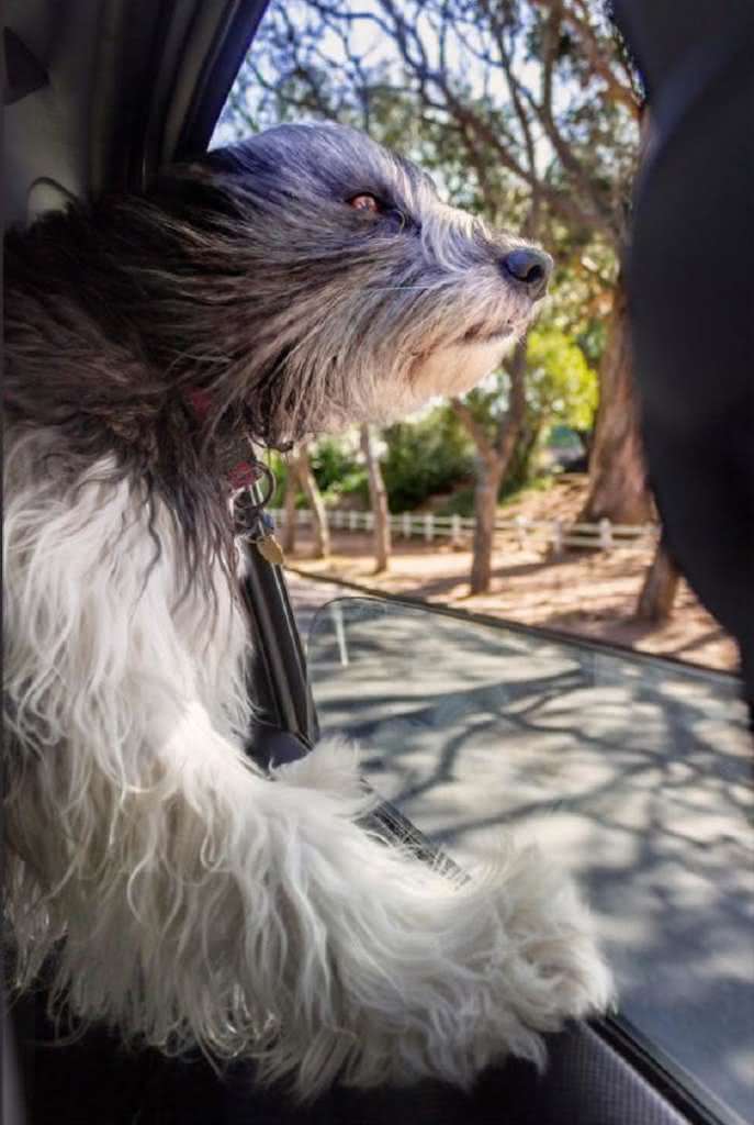 Cães sentindo o vento no carro (4)